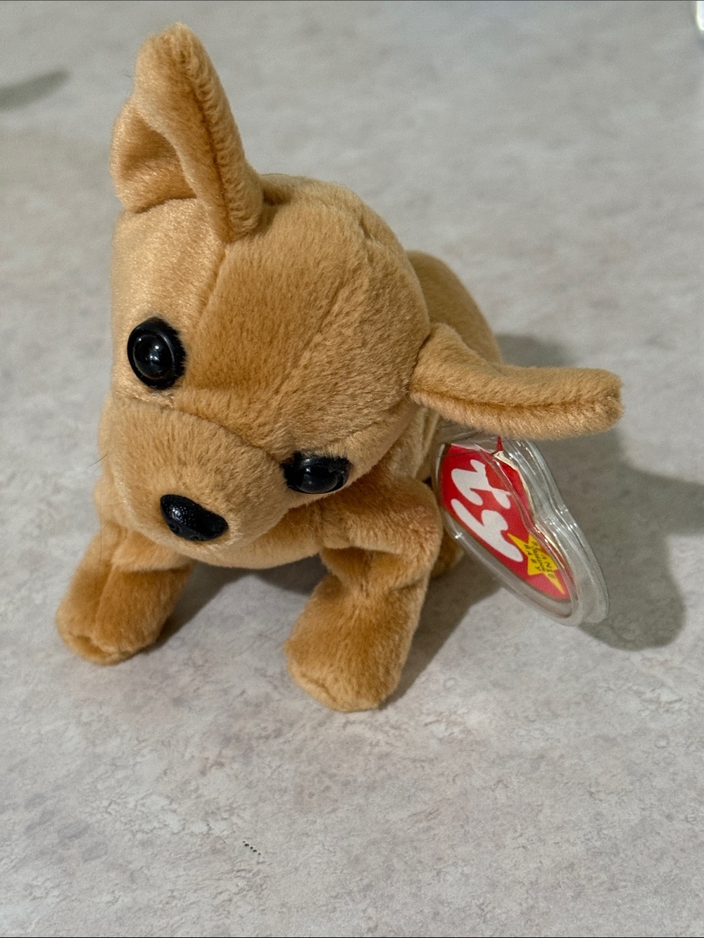 Tiny the Chihuahua